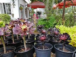 Fiore Guest Accommodation