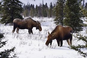 Denali Wild Stay