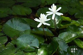 Lake's Heart