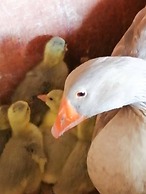 Megris Country Houses