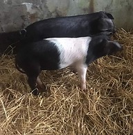 Lovely 3-bed Annex Located on a Working Farm