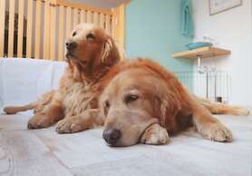 Riverside Hostel B&B – Hostel