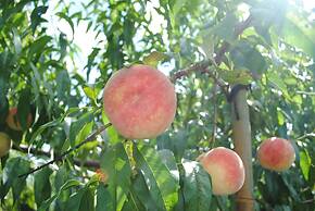 Sekaiisannokakureyado Kajitsunomori