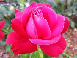 Le Jardin des Roses