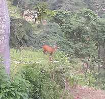 Shivapuri Heights Cottages