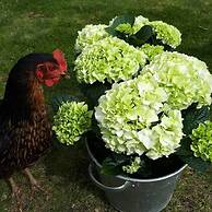 Couette & Confitures