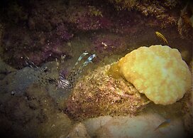 Dipudo Private Island Resort