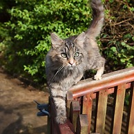 Inviting 2-bed Cottage in Newcastle Emlyn