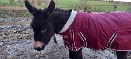 Inviting 2-bed Cottage in Newcastle Emlyn
