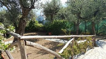 Sorrento Olive Tree Garden