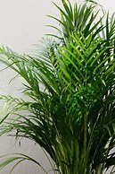 Lovely Spot Penha de França