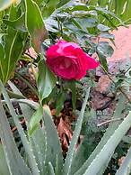 Ziggys retreat B & B Adults Only