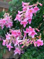 Ziggys retreat B & B Adults Only