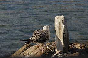 Bella Vista Design Studios