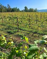 Enoturismo María Manuela