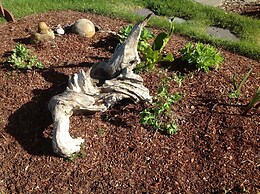 Tyee Lodge Oceanfront B&B