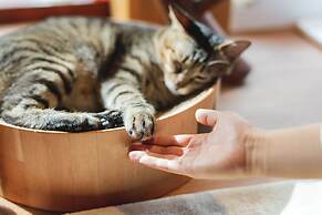 neco yokujo & neco hatago Neco Requblic - Hostel