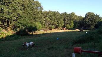 Pangeo Forest Village