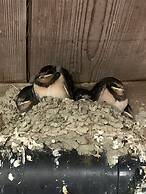 Pencastell Views Pod With Stunning Views