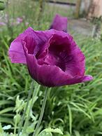 Pencastell Views Pod With Stunning Views