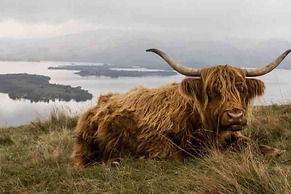 a Fairytale Thatched Highland Cottage