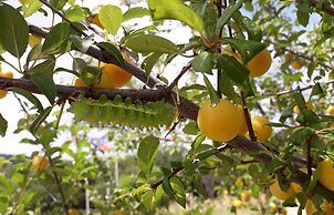 Agriturismo Alle Rose