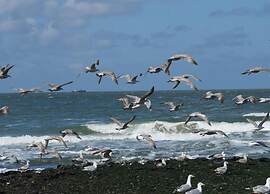 Holiday Home in Callantsoog Near Beach