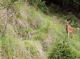 Beautiful Apartment in Brixen in the Thale