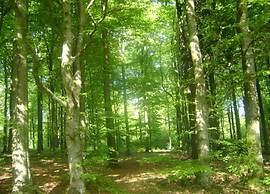 Holiday Home in La Rouge Miniere With Garden