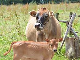 Farmhouse in Houffalize With Terrace