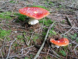 Great Spacious Holiday Home in a Tranquil Holiday