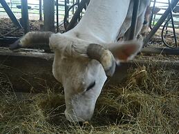 Holiday Home in Montorsoli With Pool