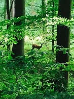 Vintage Holiday Home With Private Terrace