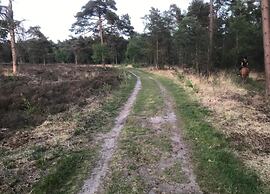 Stylish Stay in Vorden Woods