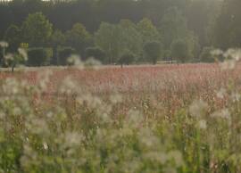 Stylish Stay in Vorden Woods