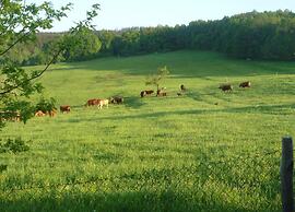 Meadow View Cottage in Winterstein Thuringia near Ski Area