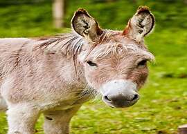 Furnished Bungalow With Peaceful Neighbourhood