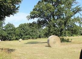 Waldblick Forest Retreat