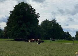 Waldblick Forest Retreat