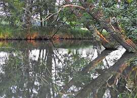 Waldblick Forest Retreat