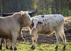 Waldblick Forest Retreat