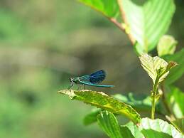 Quiet Holiday Home With Terrace