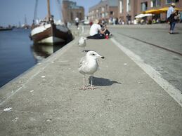 Cozy Bungalow in Stove Germany near Baltic Sea