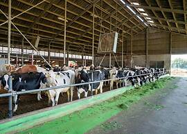 Pet-friendly Getaway