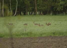 Pet-friendly Getaway