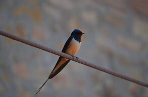 Agriturismo Le Case di San Vivaldo