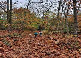 Cottage La Maison au Ruisseau in Belgium
