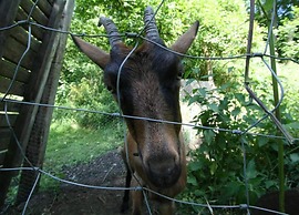 Cottage With Bubble Bath