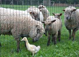 Cottage La Maison au Ruisseau in Belgium