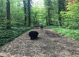 Cottage La Maison au Ruisseau in Belgium